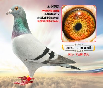 信鸽公棚(中国信鸽公棚)